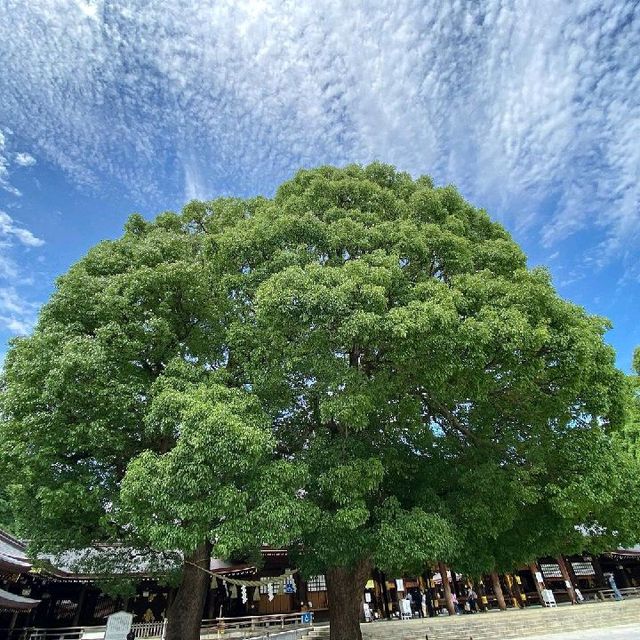 Moments at Meiji-Jingu Shrine, Tokyo