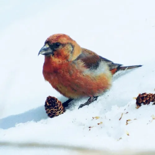 雪化粧した利尻山 撮影スポット