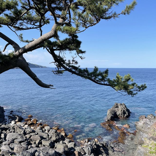【静岡】スリル満点の「城ヶ崎海岸」の吊橋