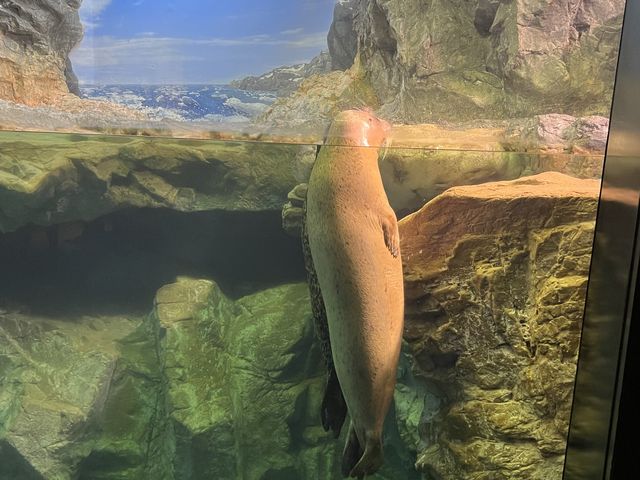 【山口】海響館で関門海峡のお魚見学④
