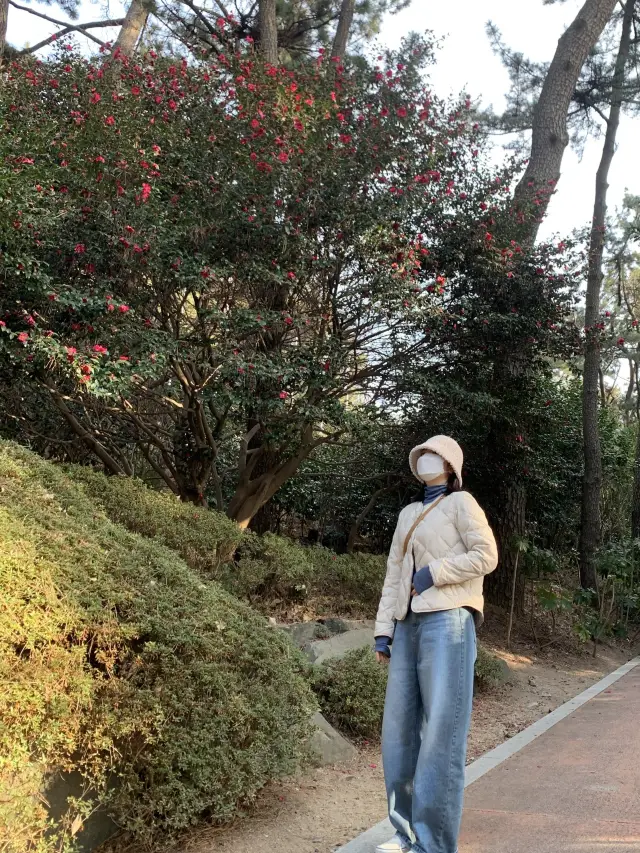 [부산] 동백섬에서 늦은 동백꽃 보기 🌺🌺❤️