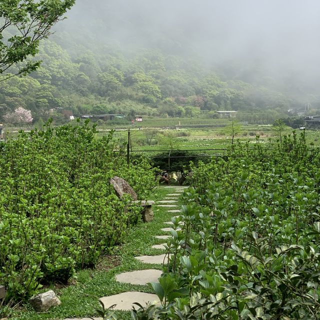 陽明山海芋季開跑囉｜名陽匍休閒農莊，好多造景超美麗✨