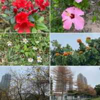 黃橙花風鈴木盛放｜市區賞花好去處
