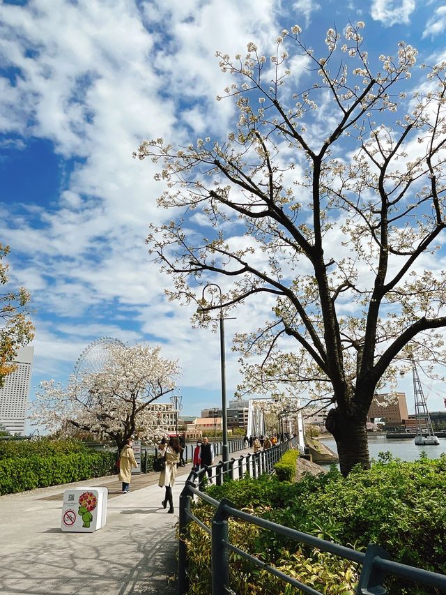 桜の名所【汽車道】