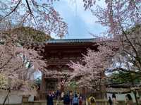 京都　SAKURA 桜めぐり❗️醍醐寺　伽藍の桜に感動❗️