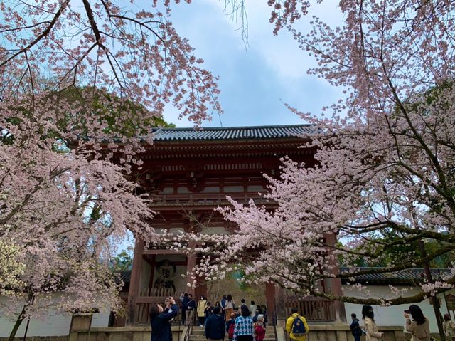 京都　SAKURA 桜めぐり❗️醍醐寺　伽藍の桜に感動❗️