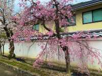 京都　SAKURA 桜めぐり❗️勧修寺の桜に感動❗️