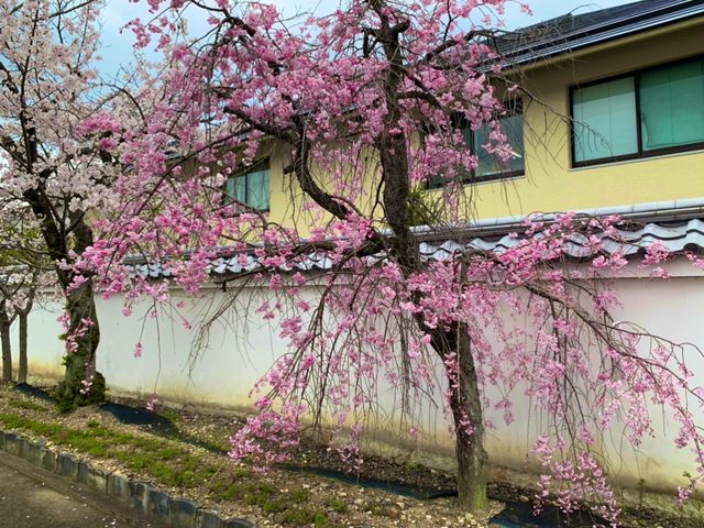 京都　SAKURA 桜めぐり❗️勧修寺の桜に感動❗️