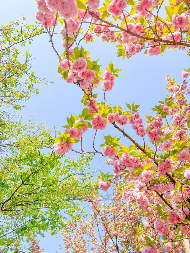 전주 '완산칠봉꽃동산' 겹벚꽃 만개