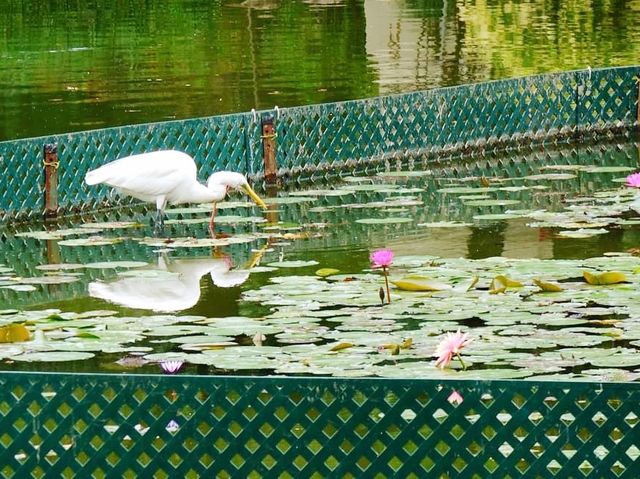青衣賞花好去處
