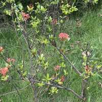 充滿藝術寧靜的小花園