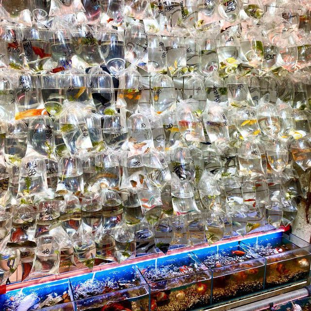 ［金魚街］- 🐠老少咸宜🐢😃
