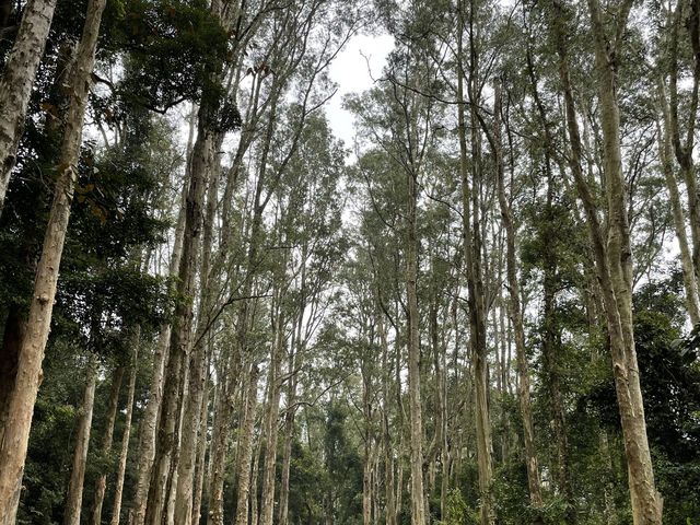 荃灣秘景 - 城門水塘 荃灣秘景 - 城門水塘