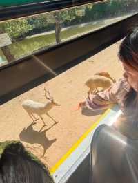 สวนสัตว์เปิดซาฟารีปาร์ค กาญจนบุรี