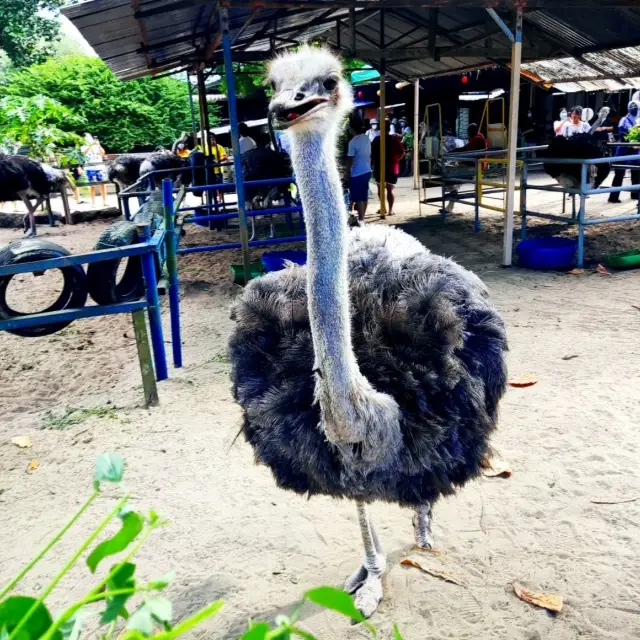 Desaru Ostrich Farm