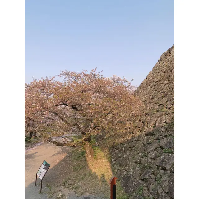 MAIZURU PARK - FUKUOKA