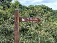 馬騮滿山的金山郊野公園