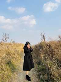 아산 곡교천 은행나무길 하나로 가을 낭만 완성🍂