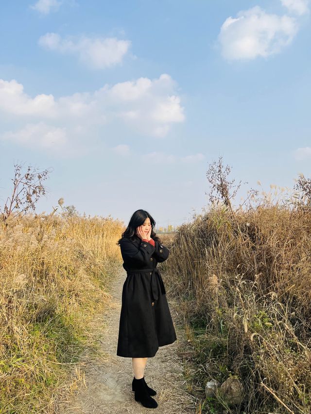 아산 곡교천 은행나무길 하나로 가을 낭만 완성🍂