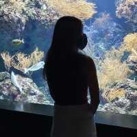 SEA aquarium 