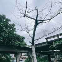 秋天阿根納，像電影一樣動人！