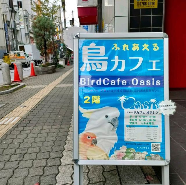 【大阪 東心斎橋】バードカフェで癒されちゃう🐦