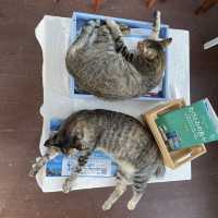 ハートランドカフェで猫と島時間を過ごす