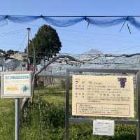名古屋市守山区　フルーツパークの果樹園