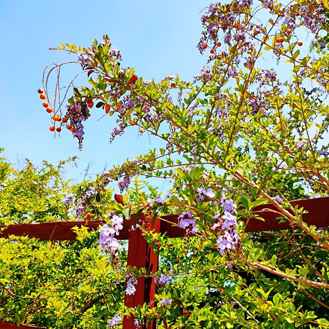 ✨偽渡假風愉景灣輕鬆遊✨｜沙灘暢玩+打卡白教堂/鐘樓/心鎖長廊+英倫風中央公園賞花 