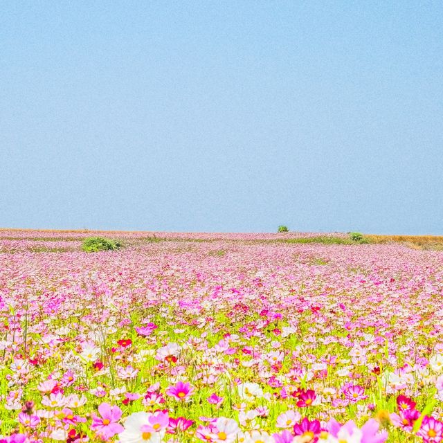 가파도는 지금 코스모스 천국🤍