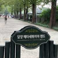 담양 메타세쿼이아 가로수길에서 녹차아이스크림