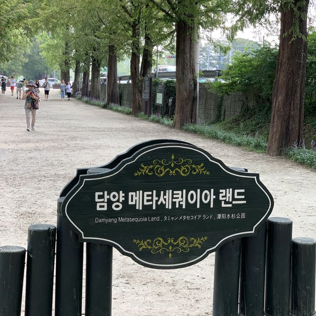 담양 메타세쿼이아 가로수길에서 녹차아이스크림