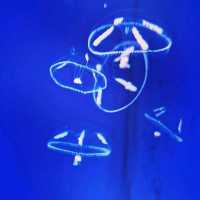 【新江ノ島水族館】神奈川県/江ノ島