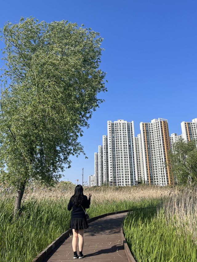 가을 어느 시간대든 산책하기 좋은 시흥 배곧생명공원🌿