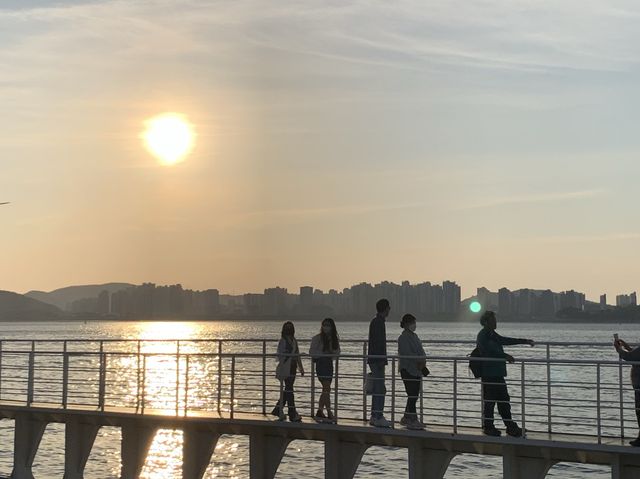 Catch the Sunset with Seagulls 