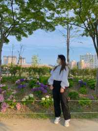 부산 영도 아미르 공원 수국