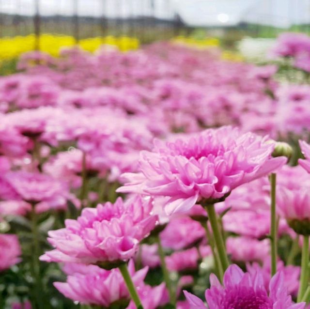 เที่ยวสวนดอกไม้​🌷🌻 