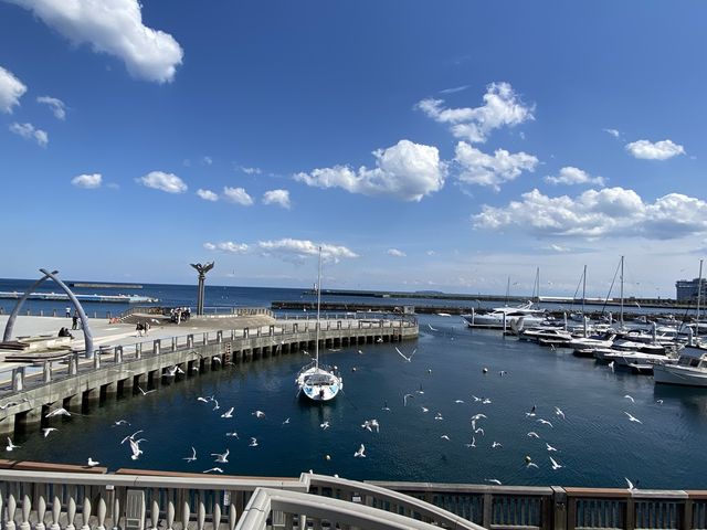 熱海で海鳥に出会う