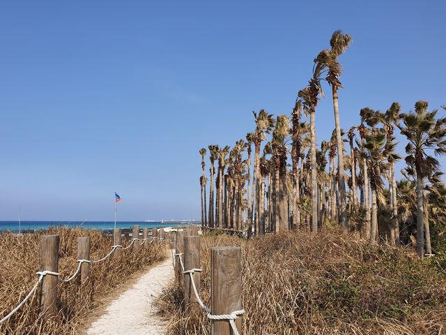 협재해수욕장 야자수 산책길🌴