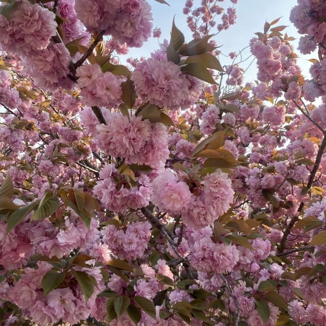 경주 벚꽃은 겹벚꽃이지 🌸 경주 벚꽃은 겹벚꽃이지 🌸