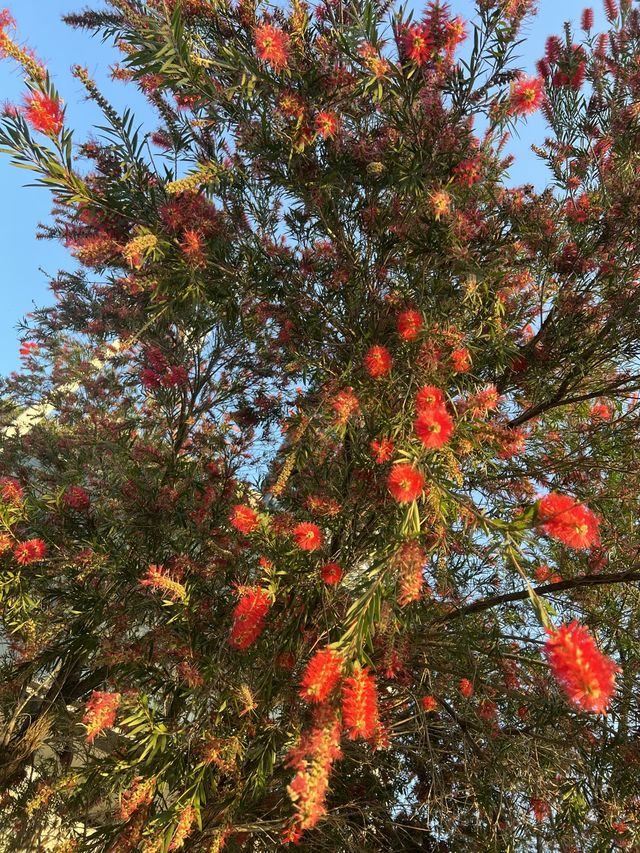 🌸荃灣公園賞花輕鬆遊🤗🌴🌳