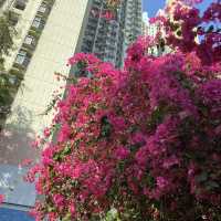 浪漫粉紅簕杜鵑花隧道