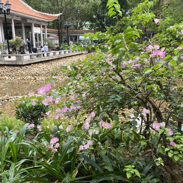 大角咀中式公園賞花｜漸變色橙黃花、烏龜、中式涼亭