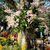 National Orchid Garden, a UNESCO Heritage