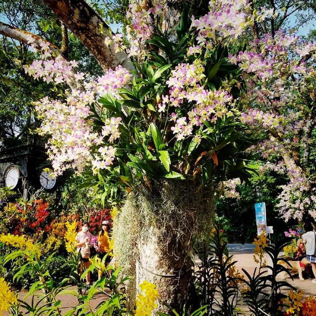 National Orchid Garden, a UNESCO Heritage