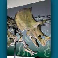 恐龍🦕🦖出沒注意⚠️