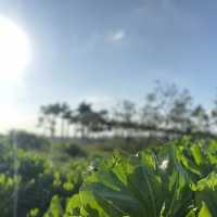 香港新界西北半日遊 — 荃灣、屯赤、下白泥