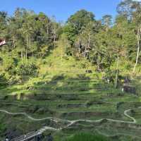 푸른 녹지 사이에 있는 계단식 논, 인도네시아 발리 뜨갈랄랑