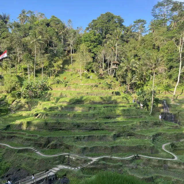 푸른 녹지 사이에 있는 계단식 논, 인도네시아 발리 뜨갈랄랑