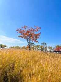 갈대속에 쏘옥🌾 시흥에서 가을여행🤎